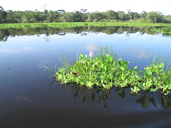 Schwimmende Pflanzeninsel auf einem
                          Amazonas-Nebenarm 02