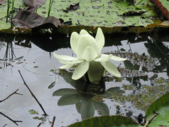 Wasserpflanzen 04: Wasserlilie in einem
                          Amazonas-Seitenarm, Nahaufnahme
