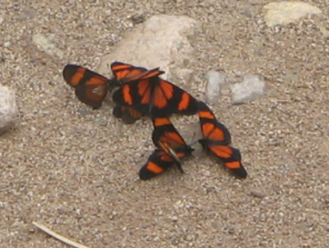 Mariposas chupando al camino