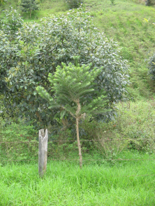Un rbol de avocado (al fondo) y un pin
                        "Crespa de Pino" (primer plano)