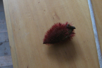 La
                          fruta "Sangre de grado" (Anatto,
                          Ruku) en su cascara