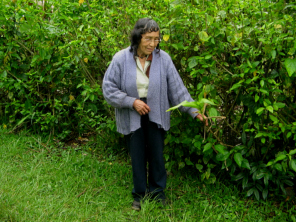 La hermana de Franciscos,
                                    Josefa, mostrando la planta
                                    Cheyushque 02
