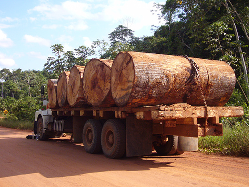 A truck
                with robbed wood from the rain forest on the road
                between Iapari and Puerto Maldonado