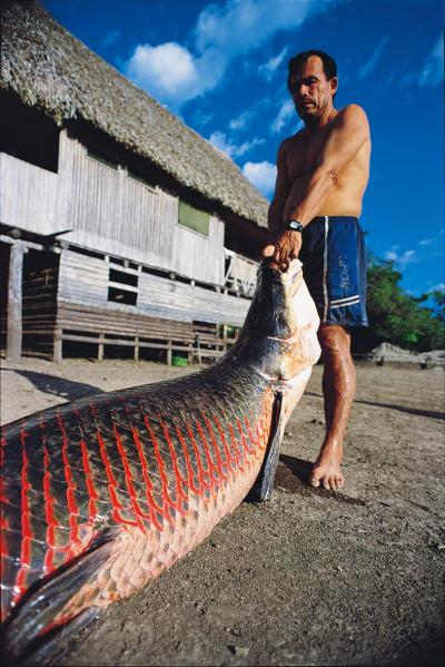 Paiche fish in the
                      Puerto Maldonado region